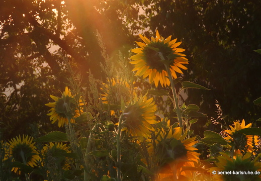 22-07-24-rittersbach-friedenskreuz-sonnenblumen-003