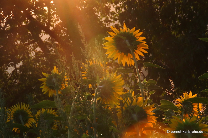 22-07-24-rittersbach-friedenskreuz-sonnenblumen-003.JPG