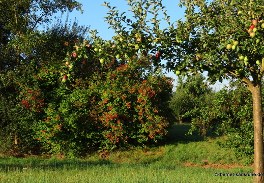 22-07-25-alteb3-Apfelbaum-herbstfarbe-