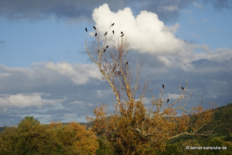 22-09-30-alteb3-herbst-kraehen-.JPG