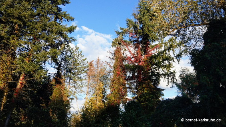 22-09-30-alteb3-wiesenweg-herbstfarben-005.JPG