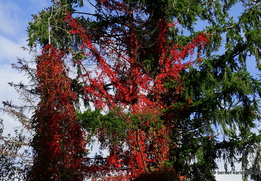 22-10-03-alteb3-herbstfarben-waeldchen-