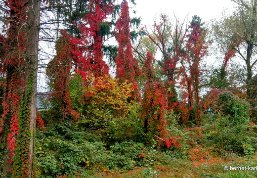 22-10-03-alteb3-herbstfarben-waeldchen-002