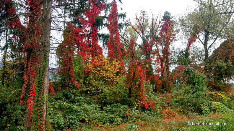22-10-03-alteb3-herbstfarben-waeldchen-002.JPG
