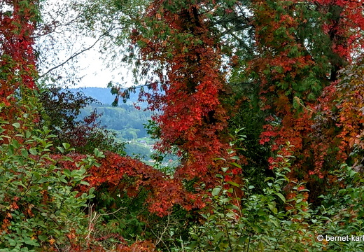 22-10-03-alteb3-herbstfarben-waeldchen-003