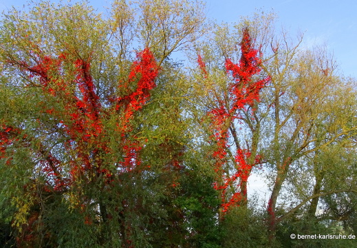 22-10-07-alteb3-herbstfarben-waeldchen-005