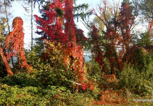 22-10-07-alteb3-herbstfarben-waeldchen-naa-