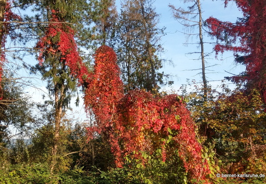 22-10-07-alteb3-herbstfarben-waeldchen-naa-001