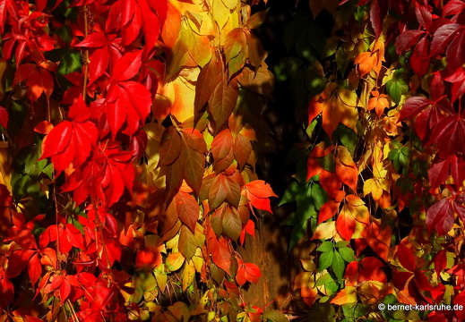 22-10-07-weinberge-weinberghuette-025