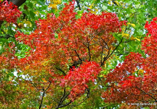 22-10-08-burgweg-herbstfarben-014
