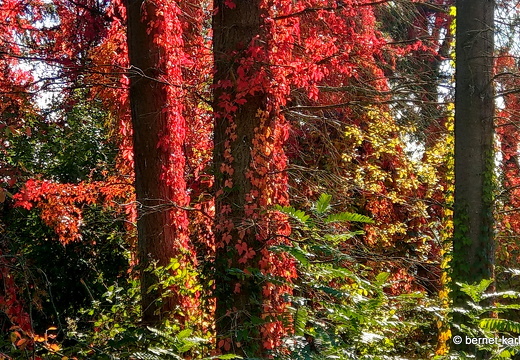 22-10-09-alteb3-herbstfarben-waeldchen-