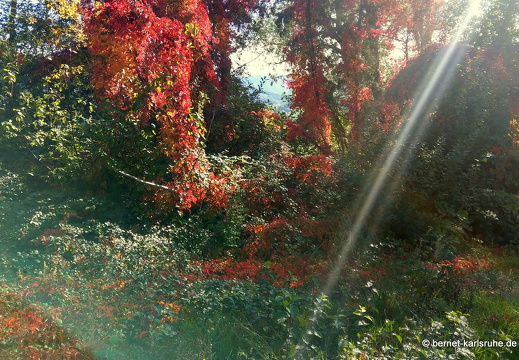 22-10-09-alteb3-herbstfarben-waeldchen-002