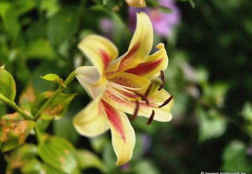 25-07-06-ortenberg-006