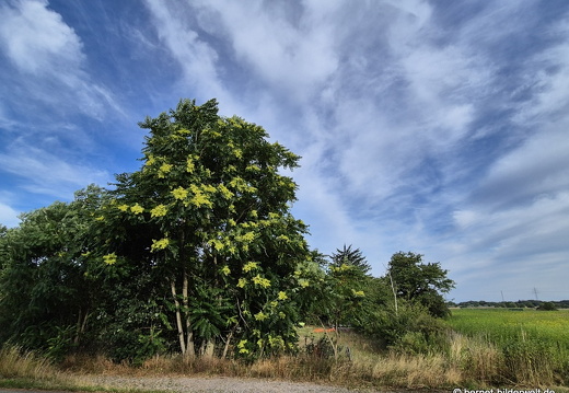 25-07-18-am grossendeich-goetterbaum-001
