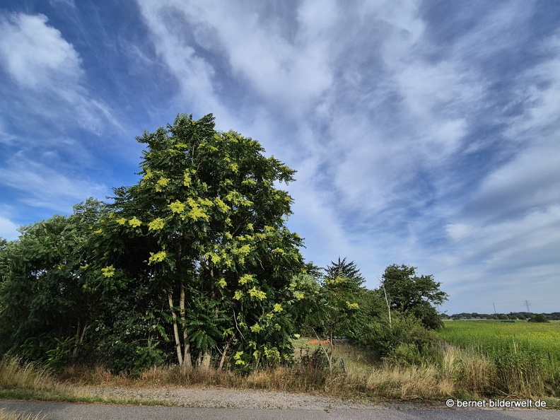 25-07-18-am grossendeich-goetterbaum-001.jpg