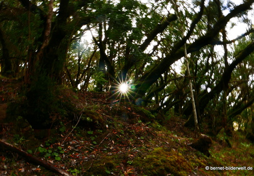 16-02-16-im nebelwald-garanojay-nach hayas-065