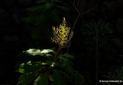 16-02-21-vallehermoso-jardin botanico-012
