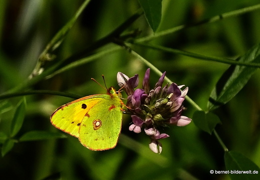 16-02-21-vallehermoso-jardin botanico-schmetterling-goldene acht-002