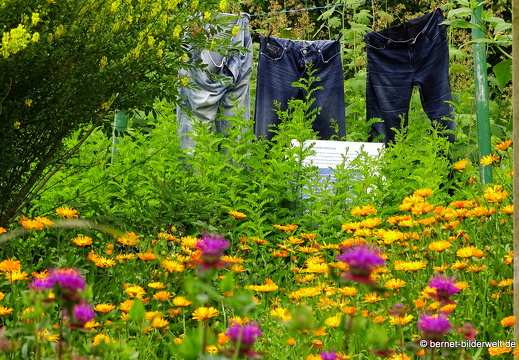 16-07-04-botanische-tuinen-079