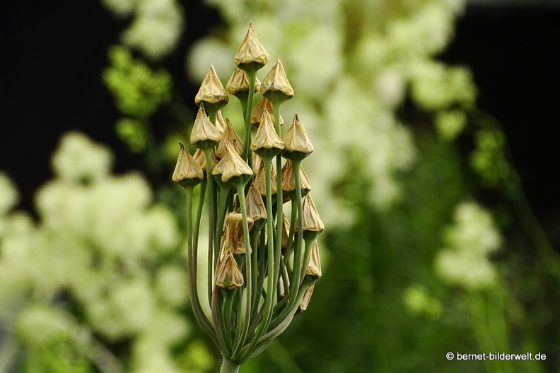 16-07-04-botanische-tuinen-109.JPG