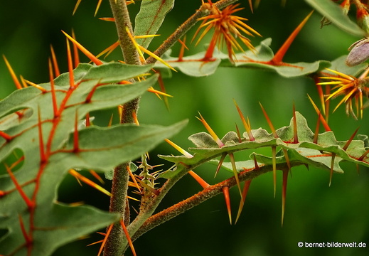 16-07-04-botanische-tuinen-118
