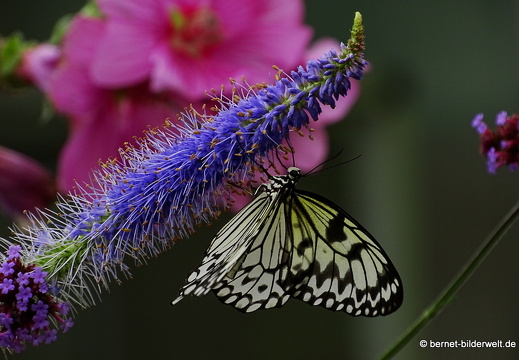 16-07-04-botanische-tuinen-schmetterlingshaus-047