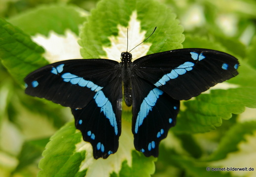 16-07-04-botanische-tuinen-schmetterlingshaus-028