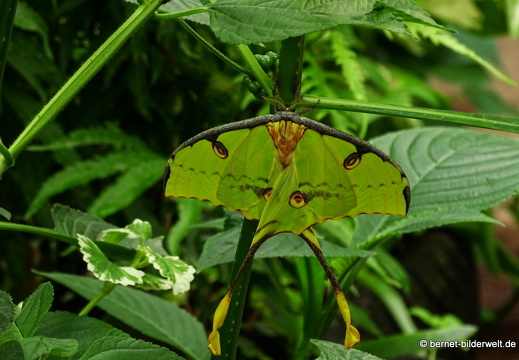 16-07-04-botanische-tuinen-schmetterlingshaus-056