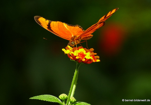 16-07-04-botanische-tuinen-schmetterlingshaus-071
