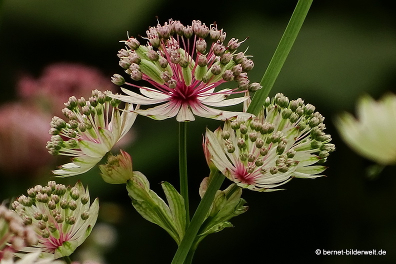 16-07-07-pandhof-sinte marie-032.JPG