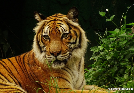 16-12-28-melaka-zoo-malaiischer tiger-019