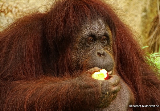 16-12-28-melaka-zoo-orang utan-019