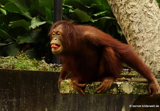 16-12-28-melaka-zoo-orang utan-011