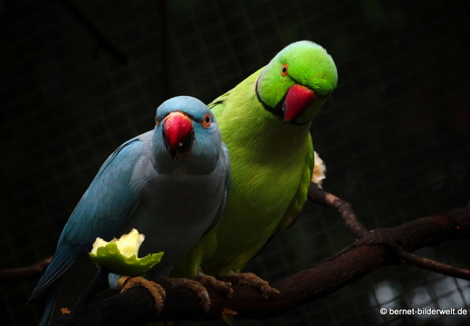 17-01-04-kl-birdpark-018