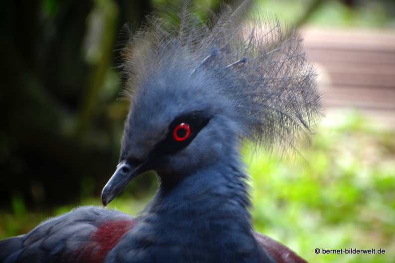 17-01-04-kl-birdpark-033.JPG