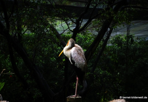 17-01-04-kl-birdpark-037