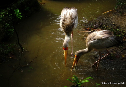 17-01-04-kl-birdpark-102