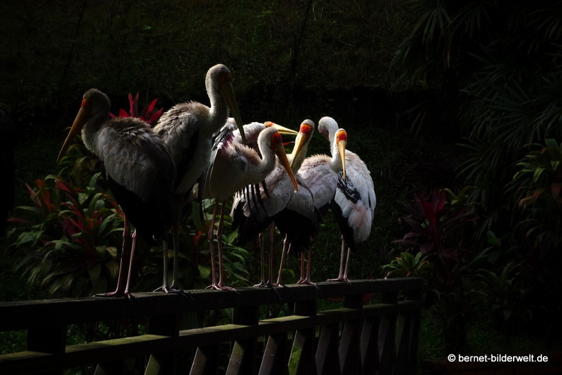 17-01-04-kl-birdpark-108.JPG