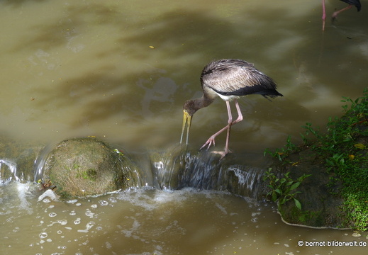 17-01-04-kl-birdpark-115