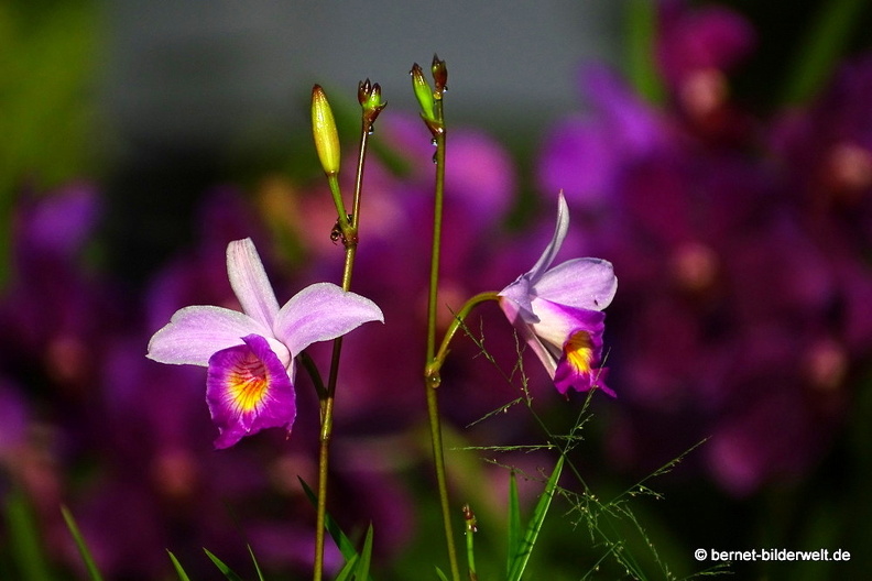 17-01-06-kl-botanischer garten-perdana-012.JPG