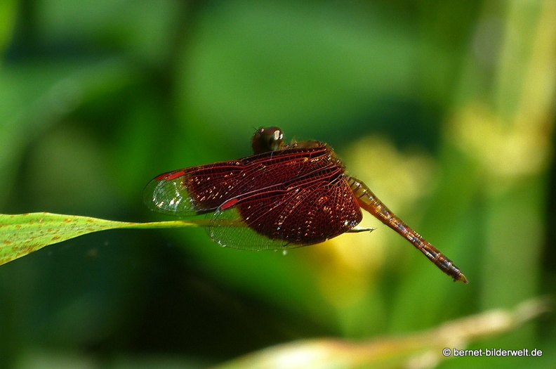 17-01-06-kl-butterflypark-084.JPG