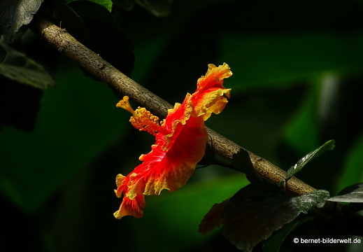 17-01-12-brinchang-butterflyfarm-164