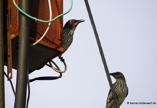 17-01-20-ipoh-greentown-abendspaziergang-095