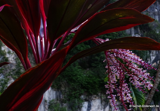 17-01-20-ipoh-tempelanlage- kek look tong-082