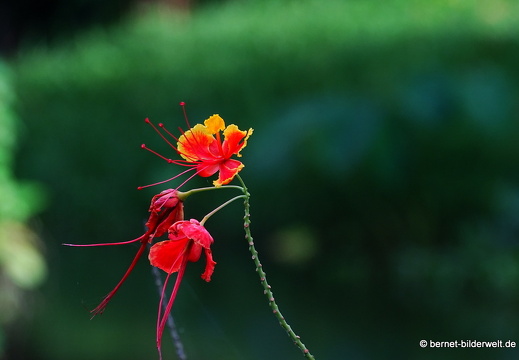 17-01-26-taiping-zoo-012