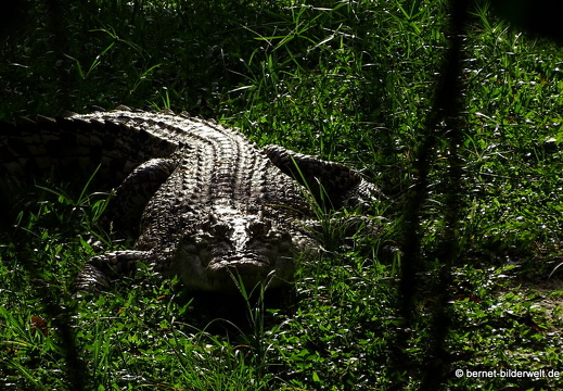17-01-26-taiping-zoo-048