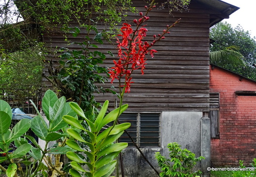 17-02-04-kulim-037