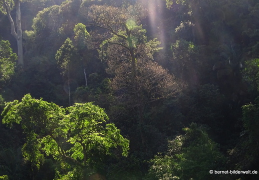 17-02-04-sungai sedim-tree top walk-124
