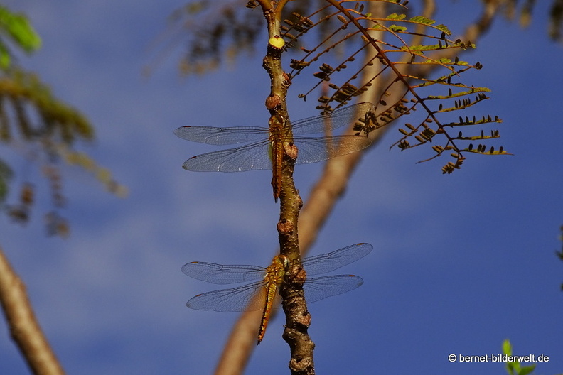 16-12-21-melaka-bukit cina-libelle-003.jpg
