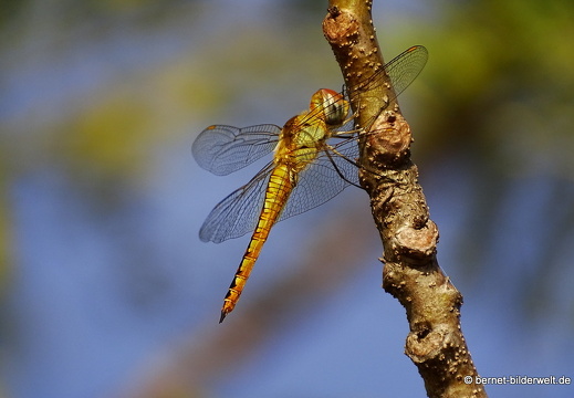16-12-21-melaka-bukit cina-libelle-012